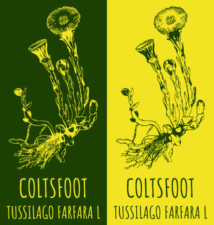 Vector drawing COLTSFOOT. hand drawn illustration. The Latin name is TUSSILAGO FARFARA L.のイラスト素材