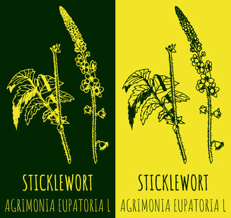 Vector drawing STICKLEWORT. Hand drawn illustration. The Latin name is AGRIMONIA EUPATORIA Lのイラスト素材