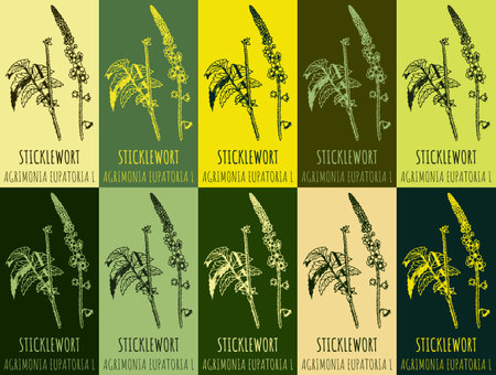 Set of vector drawing STICKLEWORT in various colors. Hand drawn illustration. The Latin name is AGRIMONIA EUPATORIA Lのイラスト素材