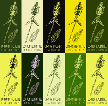 Set of vector drawing COMMON HEDGENETTLE in various colors. hand drawn illustration. The Latin name is BETONICA OFFICINALIS L.のイラスト素材
