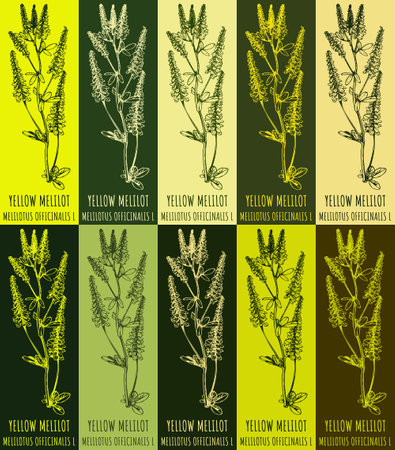 Set of vector drawing YELLOW MELILOT in various colors. hand drawn illustration. The Latin name is MELILOTUS OFFICINALIS L.のイラスト素材