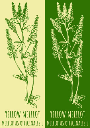 Vector drawing YELLOW MELILOT. hand drawn illustration. The Latin name is MELILOTUS OFFICINALIS L.のイラスト素材