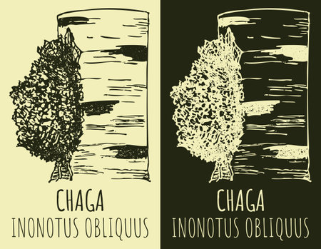 Vector drawing CHAGA. hand drawn illustration. The Latin name is INONOTUS OBLIQUUS.のイラスト素材