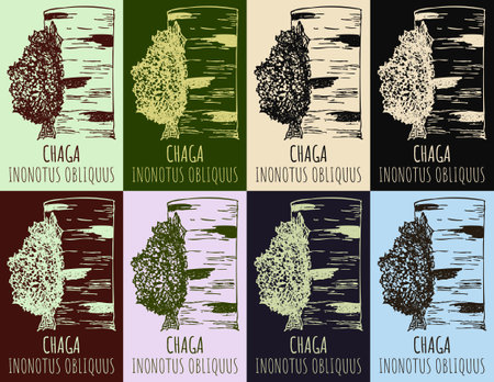 Set of vector drawing CHAGA in various colors. hand drawn illustration. The Latin name is INONOTUS OBLIQUUS.のイラスト素材