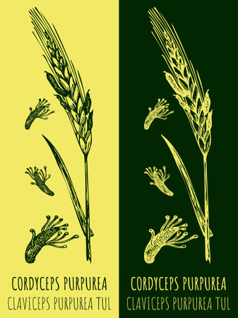 Vector drawing Claviceps. hand drawn illustration. The Latin name is CLAVICEPS PURPUREA.のイラスト素材