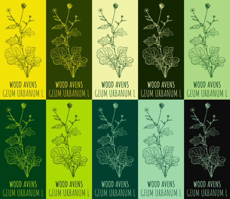 Set of vector drawing WOOD AVENS in various colors. hand drawn illustration. The Latin name is GEUM URBANUM L.のイラスト素材
