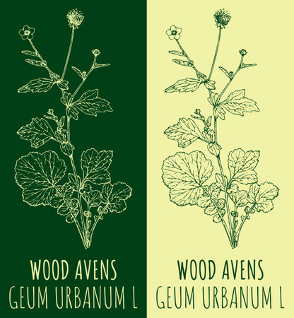 Vector drawing WOOD AVENS. hand drawn illustration. The Latin name is GEUM URBANUM L.のイラスト素材