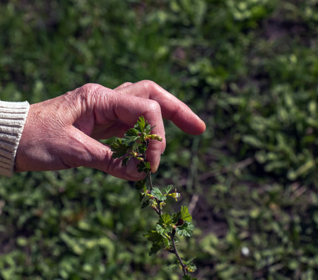 The hand of an elderly woman holds a branch of unripe blackcurrant on a background of green grass.の写真素材
