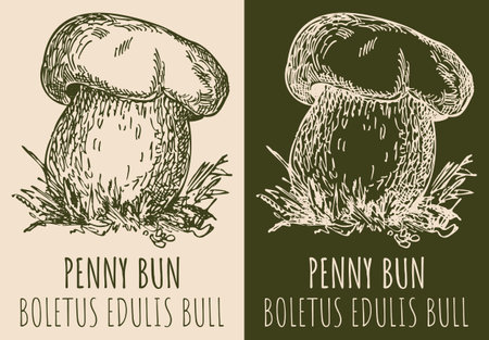 Vector drawing PENNY BUN. hand drawn illustration. The Latin name is BOLETUS EDULIS BULL.のイラスト素材