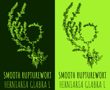 Vector drawing SMOOTH RUPTUREWORT. hand drawn illustration. The Latin name is HERNIARIA GLABRA L.のイラスト素材