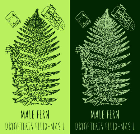 Vector drawing MALE FERN. hand drawn illustration. The Latin name is DRYOPTERIS FILIX-MAS L.のイラスト素材