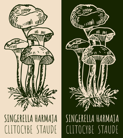 Vector drawing SINGERELLA HARMAJA . hand drawn illustration. The Latin name is CLITOCYBE STAUDE.のイラスト素材