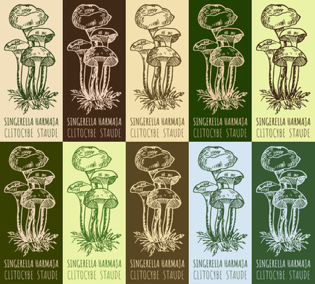 Set of vector drawing SINGERELLA HARMAJA in various colors. hand drawn illustration. The Latin name is CLITOCYBE STAUDE.のイラスト素材