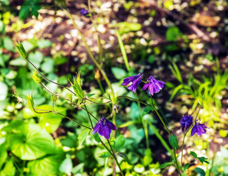 Tall bellflower, Campanula L. blooming in a sunny garden in July, closeupの写真素材