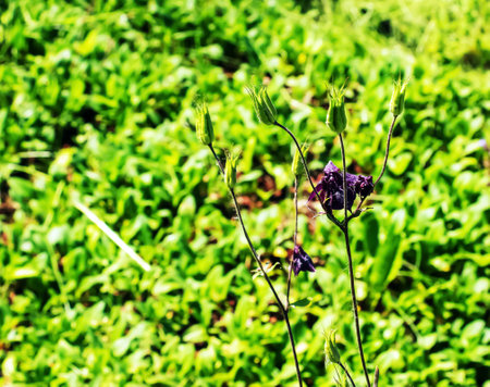 Tall bellflower, Campanula L. blooming in a sunny garden in July, closeupの写真素材