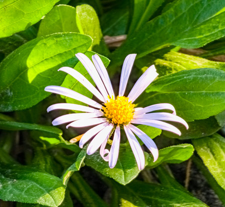 Alpine aster or chamomile, Aster alpinus L, blooming in a sunny garden in Juneの写真素材