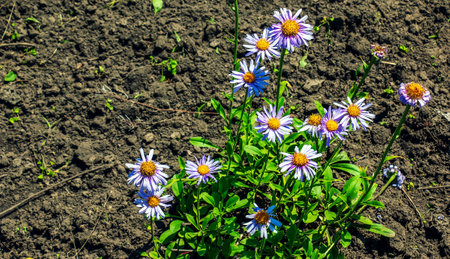 Alpine aster or chamomile, Aster alpinus L, blooming in a sunny garden in Juneの写真素材