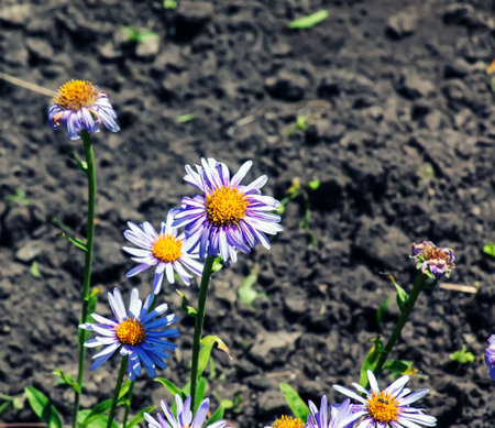 Alpine aster or chamomile, Aster alpinus L, blooming in a sunny garden in Juneの写真素材