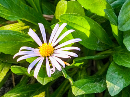 Alpine aster or chamomile, Aster alpinus L, blooming in a sunny garden in Juneの写真素材
