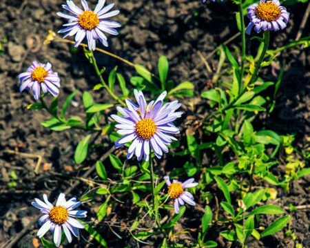 Alpine aster or chamomile, Aster alpinus L, blooming in a sunny garden in Juneの写真素材