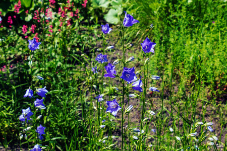 Bluebell, Campanula rotundifolia L, blooming in a sunny garden. Botanical garden in Dnipro, Ukraine.の写真素材