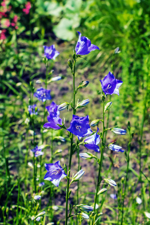 Bluebell, Campanula rotundifolia L, blooming in a sunny garden. Botanical garden in Dnipro, Ukraine.の写真素材