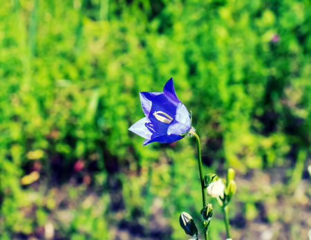 Bluebell, Campanula rotundifolia L, blooming in a sunny garden. Botanical garden in Dnipro, Ukraine.の写真素材