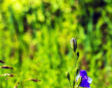 Bluebell, Campanula rotundifolia L, blooming in a sunny garden. Botanical garden in Dnipro, Ukraine.の写真素材