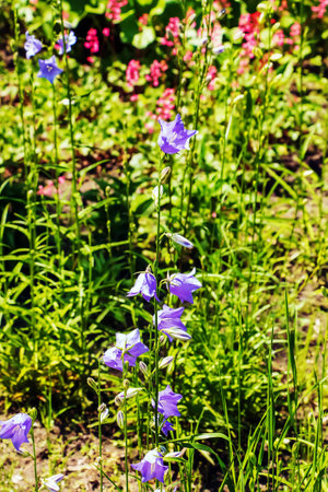 Bluebell, Campanula rotundifolia L, blooming in a sunny garden. Botanical garden in Dnipro, Ukraine.の写真素材