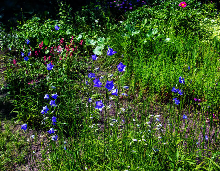 Bluebell, Campanula rotundifolia L, blooming in a sunny garden. Botanical garden in Dnipro, Ukraine.の写真素材