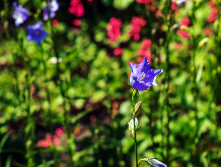 Bluebell, Campanula rotundifolia L, blooming in a sunny garden. Botanical garden in Dnipro, Ukraine.の写真素材