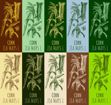 Set of vector drawing CORN in various colors. hand drawn illustration. The Latin name is ZEA MAYS L.のイラスト素材