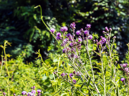 A purple Carduus Acanthoide flower. Also known as a spiny plumeless thistle.の写真素材