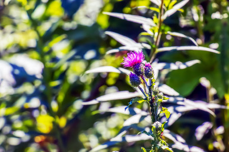 A purple Carduus Acanthoide flower. Also known as a spiny plumeless thistle.の写真素材