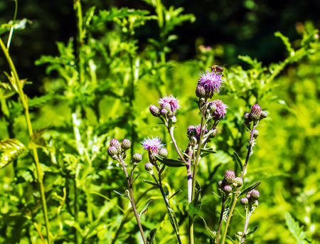 A purple Carduus Acanthoide flower. Also known as a spiny plumeless thistle.の写真素材