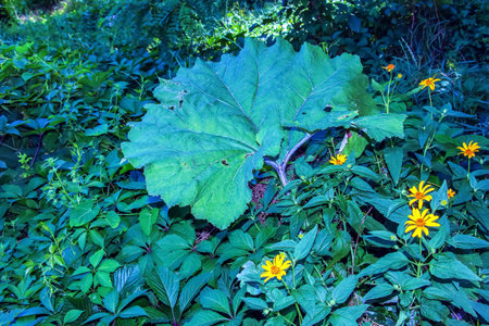 Arctium lappa. Arctium lappa, greater burdock, edible burdock, lappa, beggar's buttons, thorny burr,...