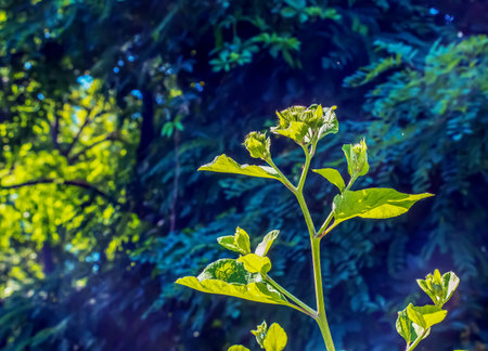 Arctium lappa. Arctium lappa, greater burdock, edible burdock, lappa, beggar's buttons, thorny burr, or happy major is a Eurasian species of plants in the family Asteraceae.の写真素材