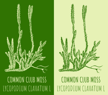 Vector drawing RUNNING CLUBMOSS. hand drawn illustration. The Latin name is LYCOPODIUM CLAVATUM L.のイラスト素材