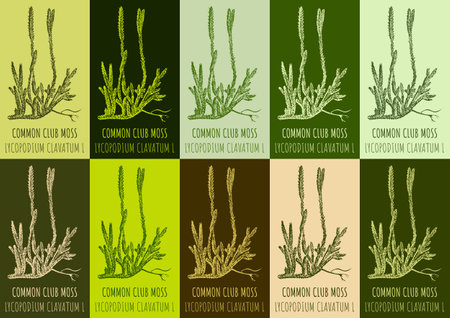 Set of vector drawing RUNNING CLUBMOSS in various colors. hand drawn illustration. The Latin name is LYCOPODIUM CLAVATUM L.のイラスト素材