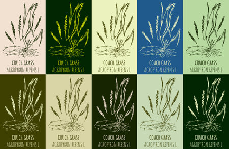 Set of vector drawing COUCH GRASS in various colors. hand drawn illustration. The Latin name is AGROPYRON REPENS L.のイラスト素材