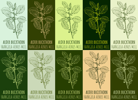 Set of vector drawing ALDER BUCKTHORN in various colors. hand drawn illustration. The Latin name is FRANGULA ALNUS MILL.のイラスト素材