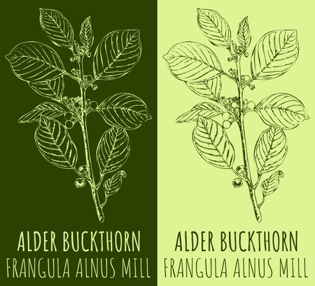 Vector drawing ALDER BUCKTHORN. hand drawn illustration. The Latin name is FRANGULA ALNUS MILL.のイラスト素材