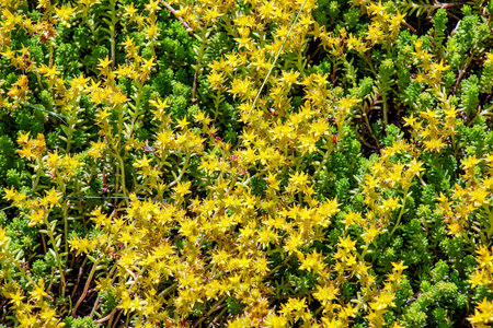 Yellow flowers of Sedum acre or Goldmoss stonecrop .Sedum acre, known as the goldmoss stonecrop, mossy stonecrop, goldmoss sedum.の写真素材