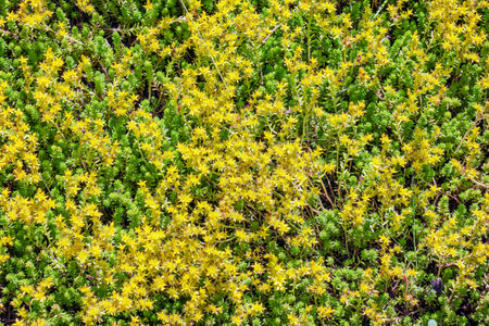 Yellow flowers of Sedum acre or Goldmoss stonecrop .Sedum acre, known as the goldmoss stonecrop, mossy stonecrop, goldmoss sedum.の写真素材