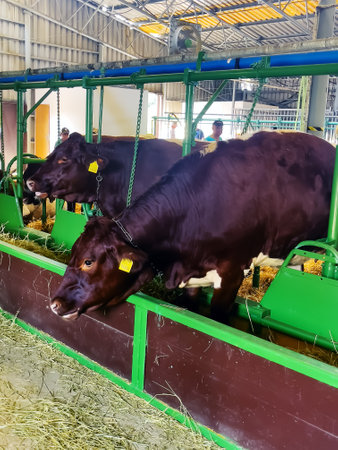 Nitra, Slovakia -08.19.2023: Cows close-up at the exhibition in the Agrouniversity in the city of Nitra in Slovakia.のeditorial素材