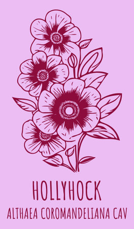 Vector drawings HOLLYHOCK. hand drawn illustration. Latin name ALTHAEA COROMANDELIANA.のイラスト素材