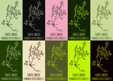 Set of vector drawing EARTH SMOKE in various colors. hand drawn illustration. The Latin name is FUMARIA OFFICINALIS L.のイラスト素材