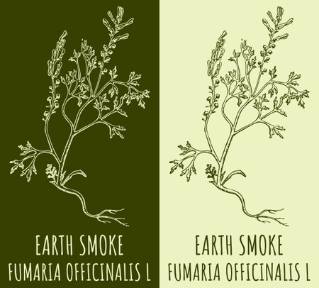 Vector drawing EARTH SMOKE. hand drawn illustration. The Latin name is FUMARIA OFFICINALIS L.のイラスト素材