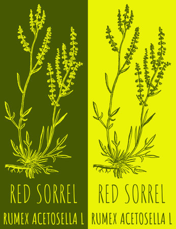 Vector drawing RED SORREL. hand drawn illustration. The Latin name is RUMEX ACETOSELLA L.のイラスト素材