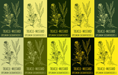 Set of vector drawing TRACLE-MUSTARD in various colors. hand drawn illustration. The Latin name is ERYSIMUM CHEIRANTHOIDES L.のイラスト素材
